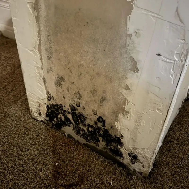 Professional Mold Removal in Sunnyside, CA